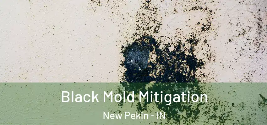  Black Mold Mitigation New Pekin - IN