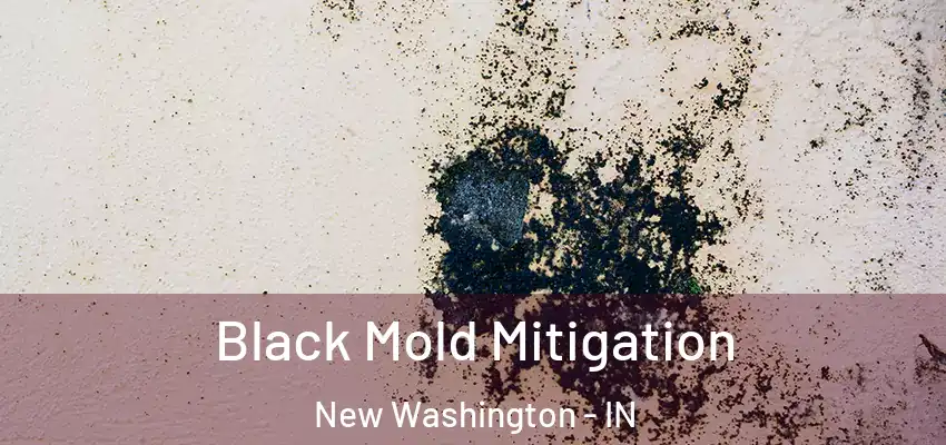  Black Mold Mitigation New Washington - IN