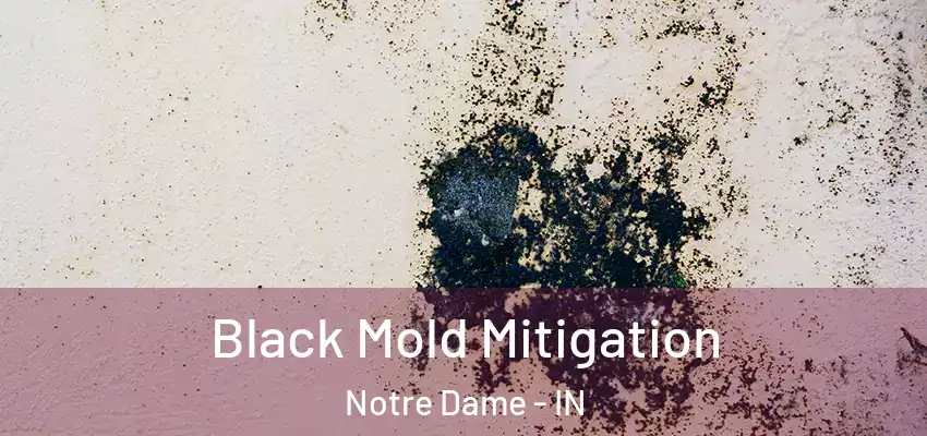  Black Mold Mitigation Notre Dame - IN