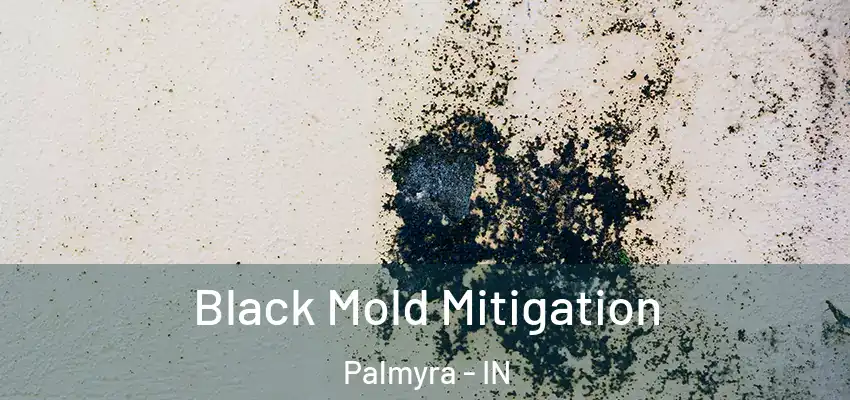  Black Mold Mitigation Palmyra - IN