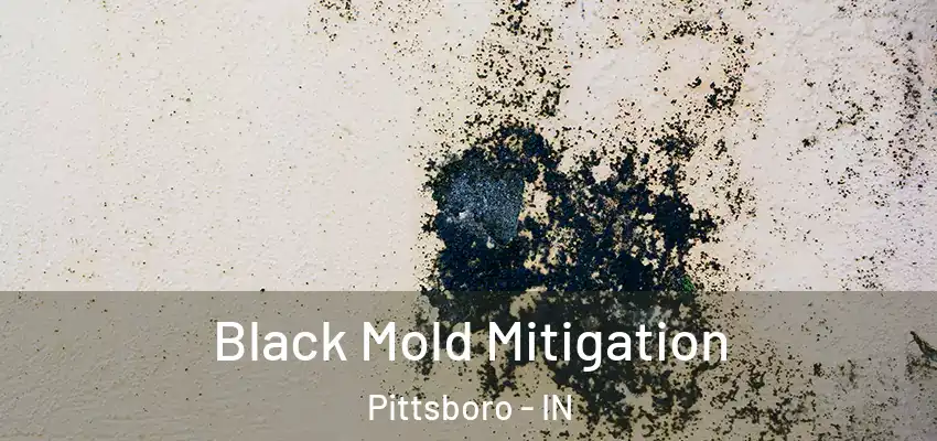  Black Mold Mitigation Pittsboro - IN