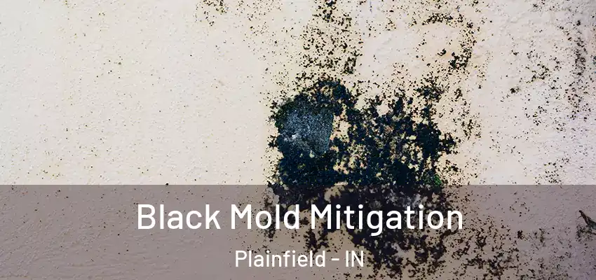  Black Mold Mitigation Plainfield - IN