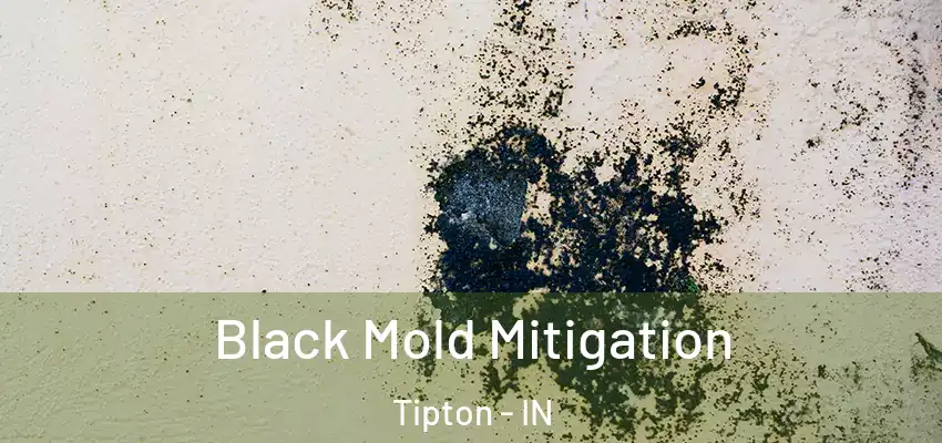  Black Mold Mitigation Tipton - IN