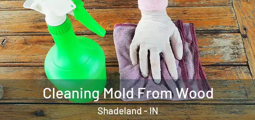  Cleaning Mold From Wood Shadeland - IN