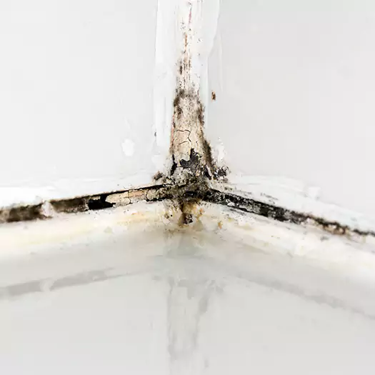 Trusted Black Mold in Shower Experts in Lebanon, IN
