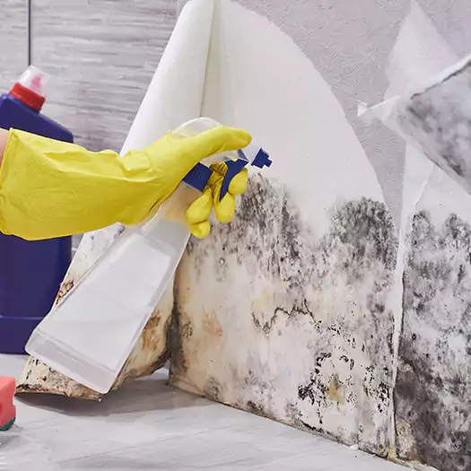 Reliable Mold Abatement Specialists in Lebanon, IN