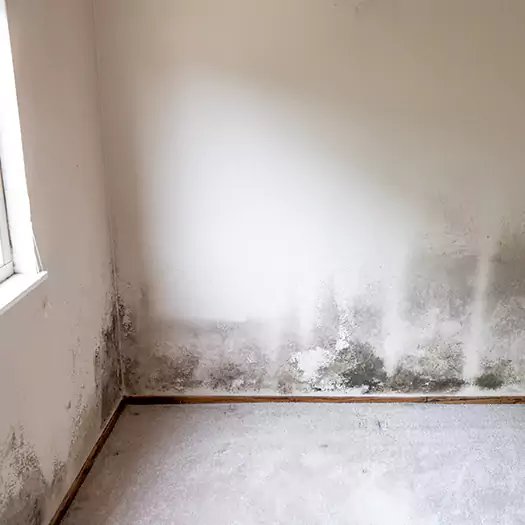 Trusted Mold Cleanup Specialists in Lebanon, IN