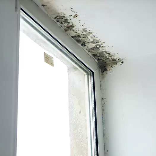 Experienced Mold Mitigation Specialists in Lebanon, IN