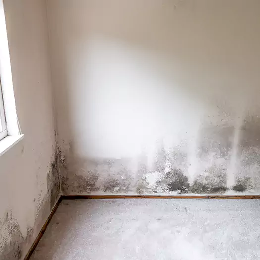Trusted Mold on the Wall Experts in Lebanon, IN