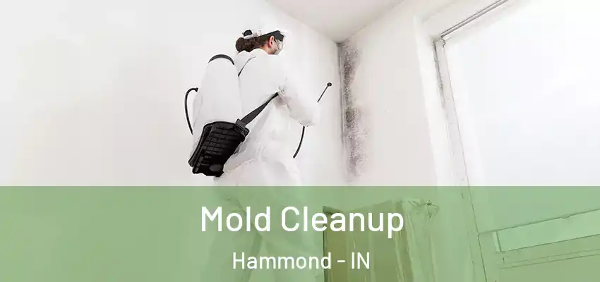  Mold Cleanup Hammond - IN
