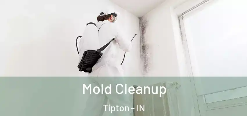  Mold Cleanup Tipton - IN