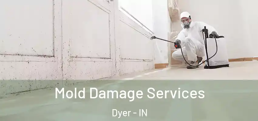  Mold Damage Services Dyer - IN