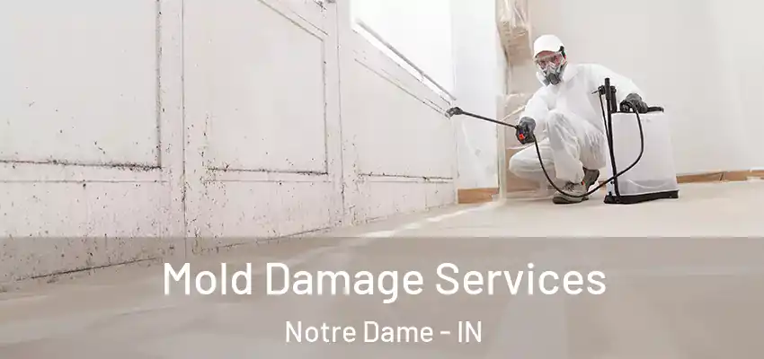  Mold Damage Services Notre Dame - IN