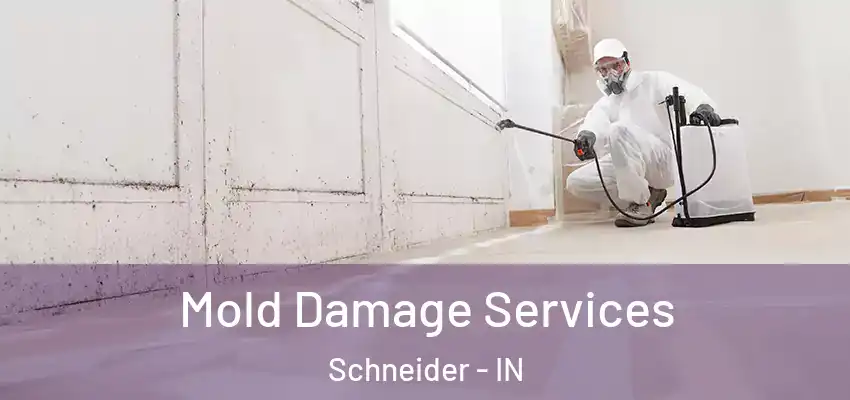  Mold Damage Services Schneider - IN