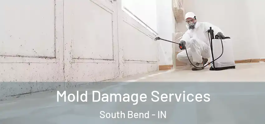  Mold Damage Services South Bend - IN