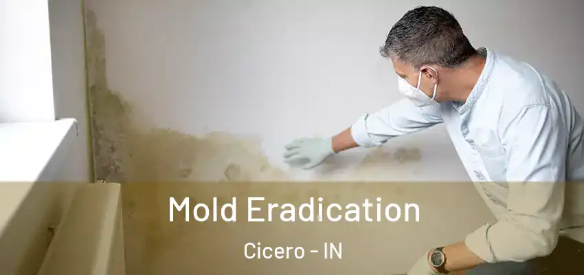  Mold Eradication Cicero - IN