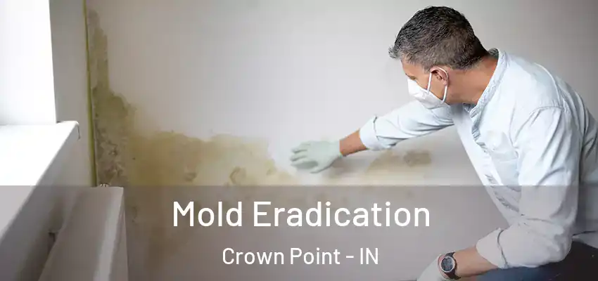  Mold Eradication Crown Point - IN