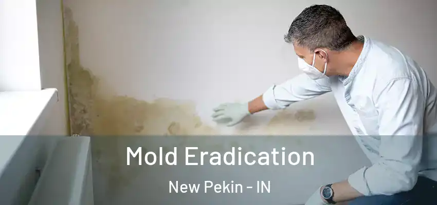  Mold Eradication New Pekin - IN