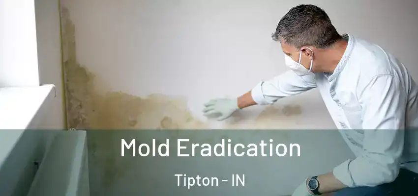  Mold Eradication Tipton - IN