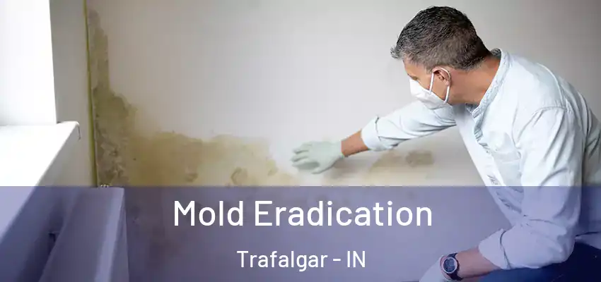  Mold Eradication Trafalgar - IN