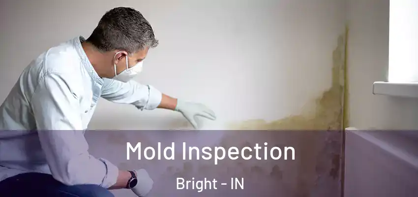  Mold Inspection Bright - IN