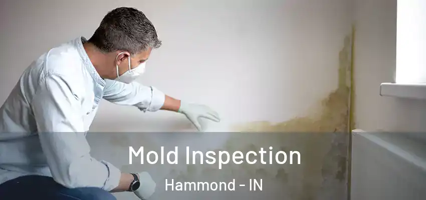 Mold Inspection Hammond - IN