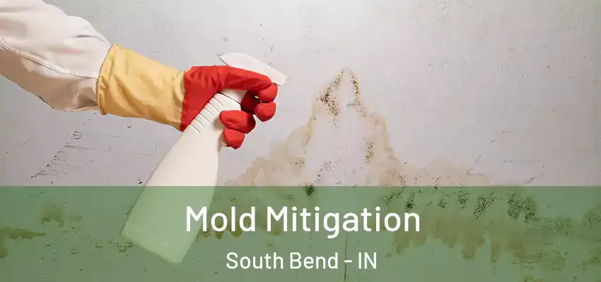  Mold Mitigation South Bend - IN
