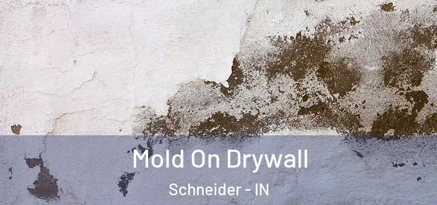  Mold On Drywall Schneider - IN