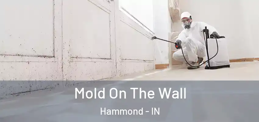  Mold On The Wall Hammond - IN