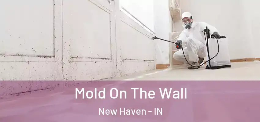  Mold On The Wall New Haven - IN