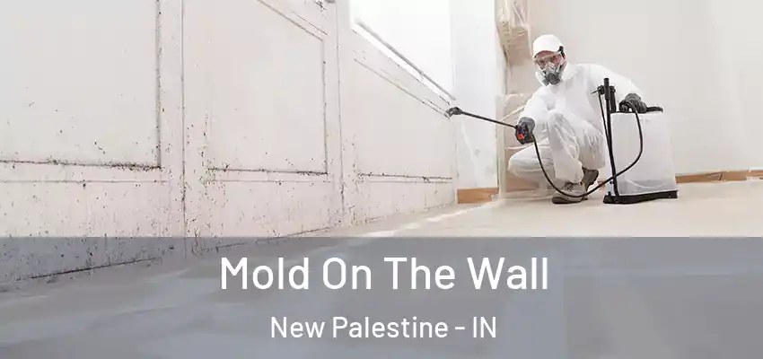  Mold On The Wall New Palestine - IN