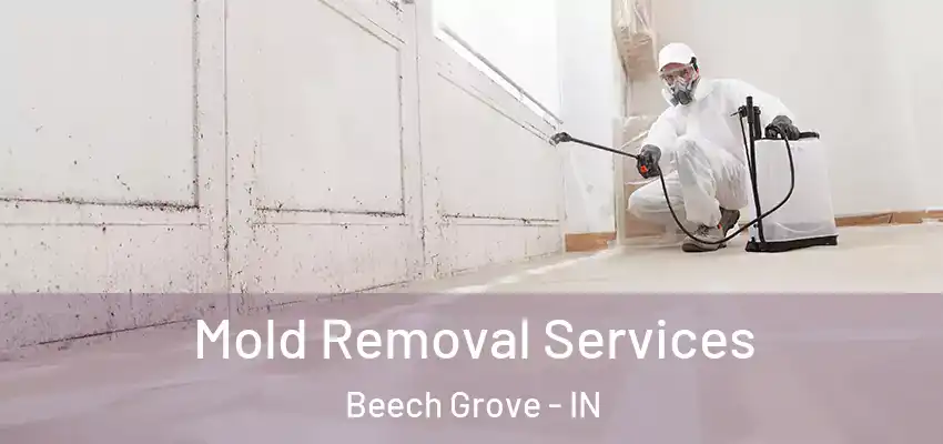  Mold Removal Services Beech Grove - IN
