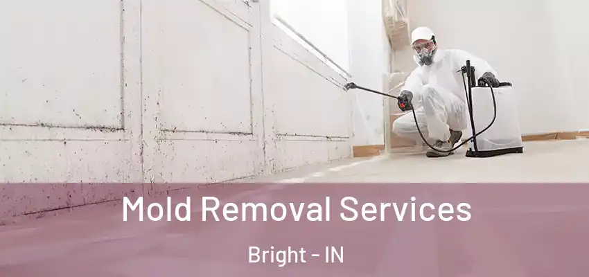  Mold Removal Services Bright - IN