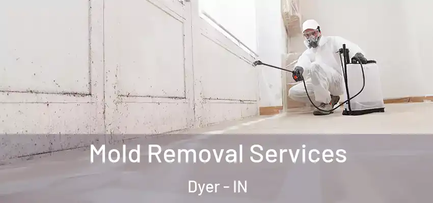  Mold Removal Services Dyer - IN