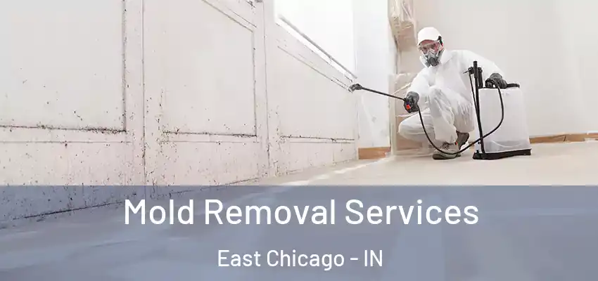  Mold Removal Services East Chicago - IN
