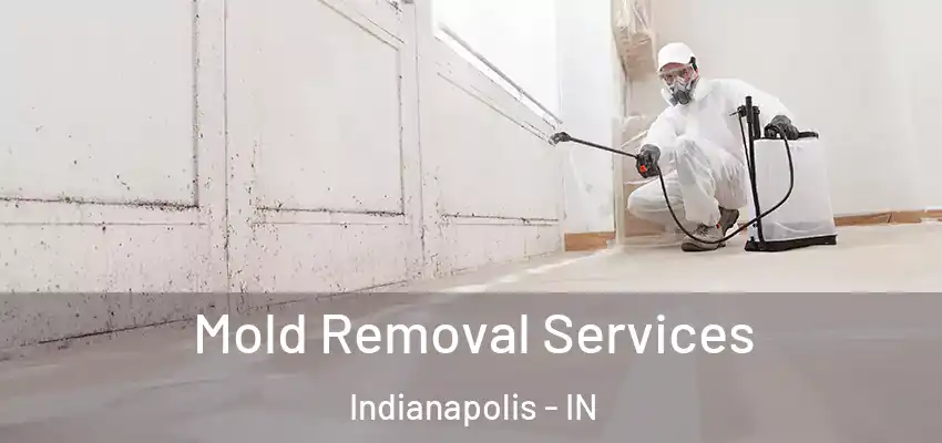  Mold Removal Services Indianapolis - IN