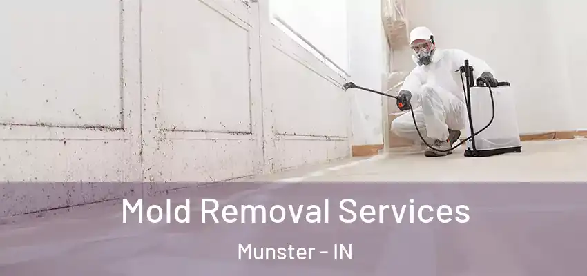  Mold Removal Services Munster - IN