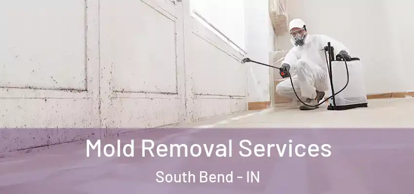  Mold Removal Services South Bend - IN