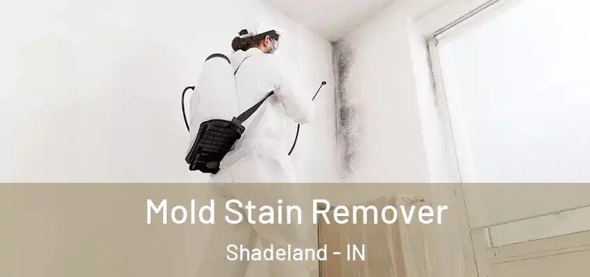  Mold Stain Remover Shadeland - IN
